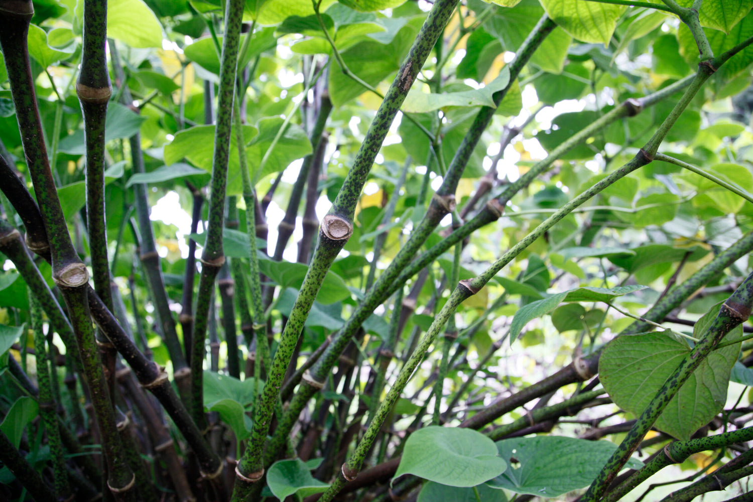 PIONEERING THE AMERICAN KAVA GROWING INDUSTRY