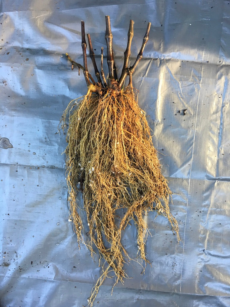 Freshly harvested 18 month old Kali Kava™ Kali Hiwa™ Plant