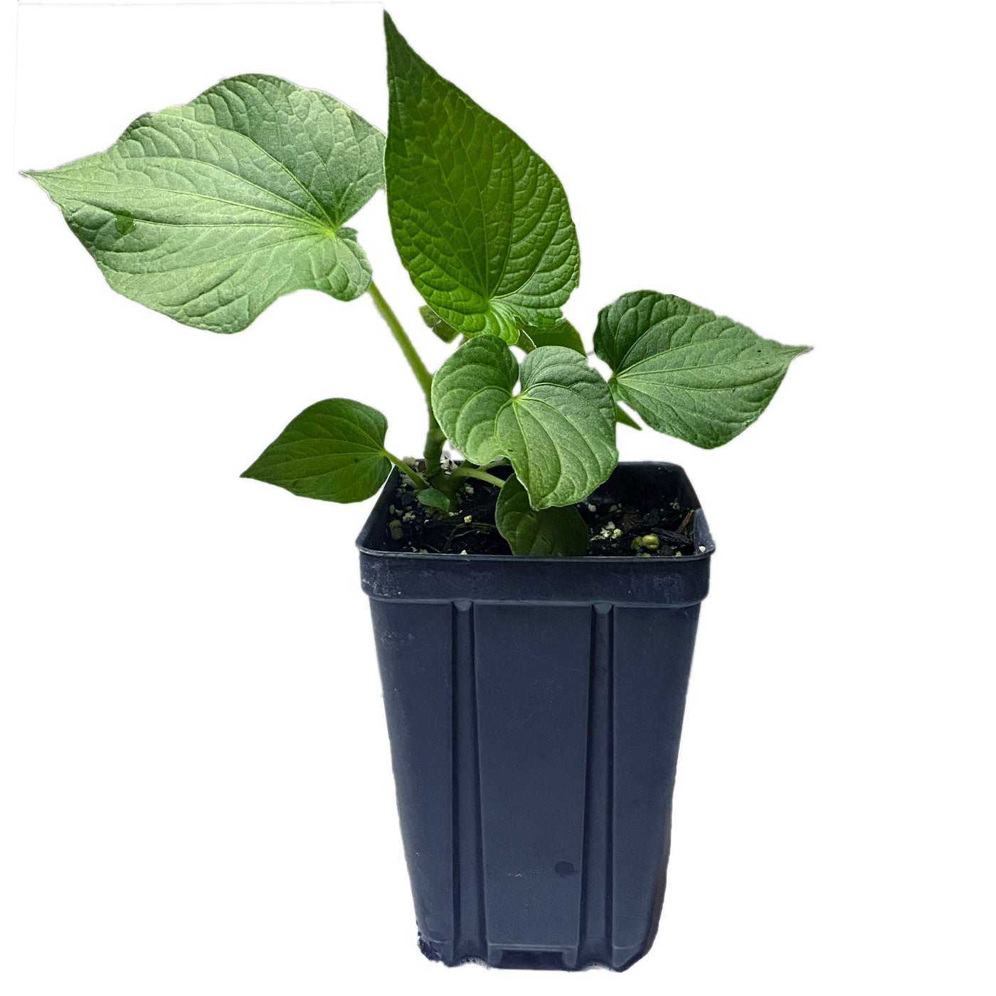 Live Plants